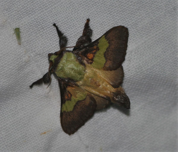 /filer/webapps/moths/media/images/C/comatus_Stroter_A_Jorpeland.jpg