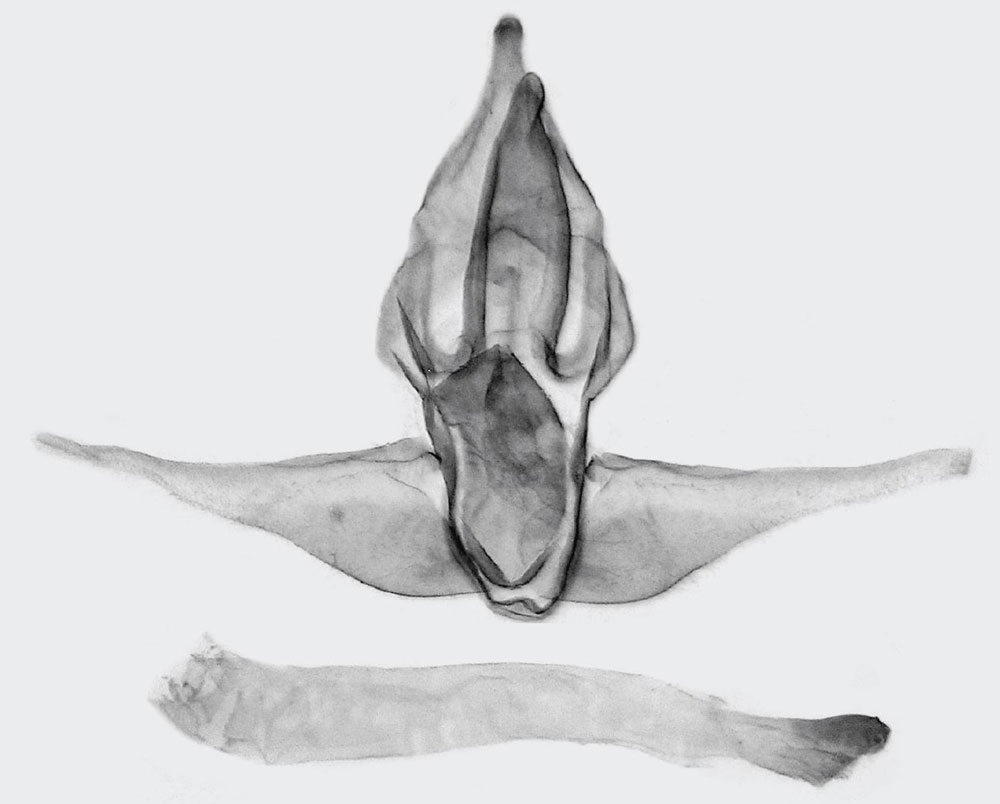 /filer/webapps/moths/media/images/C/comatus_Stroter_GMHT_ZMHB.jpg