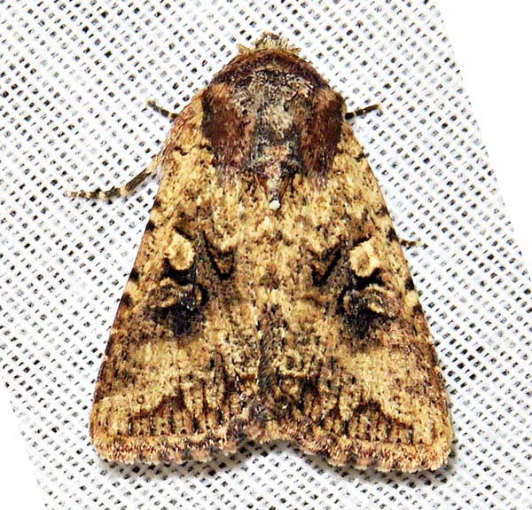 /filer/webapps/moths/media/images/C/combinata_Mythimna_A_Braun_03.jpg