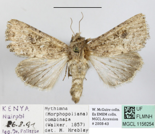 /filer/webapps/moths/media/images/C/combinata_Mythimna_A_MGCL.JPG
