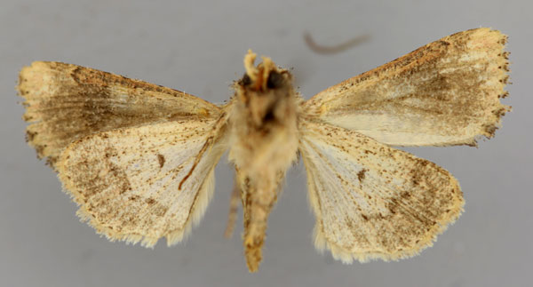 /filer/webapps/moths/media/images/C/combinata_Mythimna_A_RMCA_02.jpg