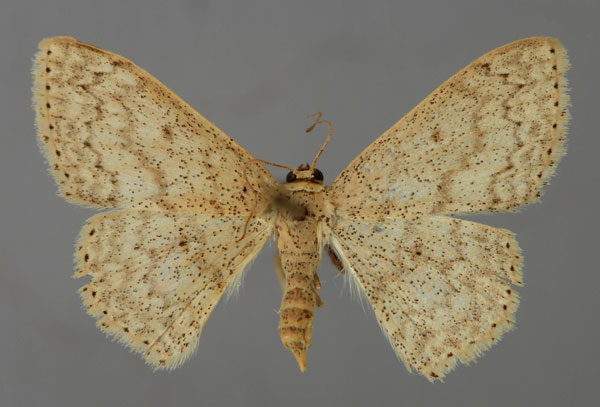 /filer/webapps/moths/media/images/C/comes_Scopula_A_ZSM_01.jpg