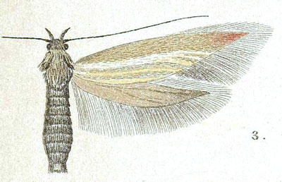 /filer/webapps/moths/media/images/C/cometa_Scythris_HT_Meyrick_7-3.jpg