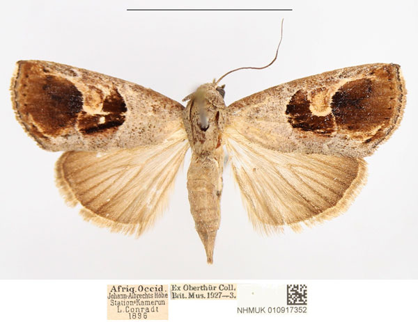 /filer/webapps/moths/media/images/C/cometes_Bryophilopsis_AF_NHMUK.jpg
