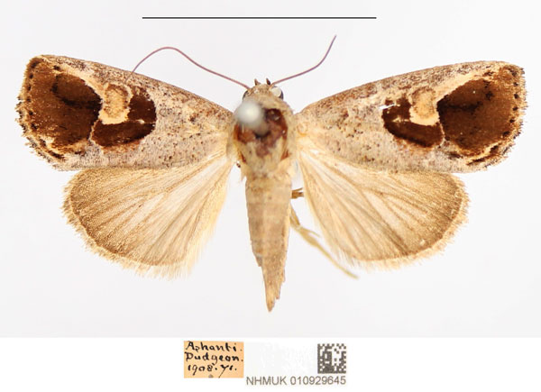 /filer/webapps/moths/media/images/C/cometes_Bryophilopsis_AM_NHMUK.jpg