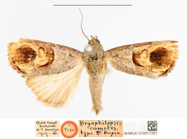 /filer/webapps/moths/media/images/C/cometes_Bryophilopsis_HT_NHMUK.jpg