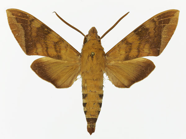 /filer/webapps/moths/media/images/C/comma_Nephele_AM_Basquin_02a.jpg