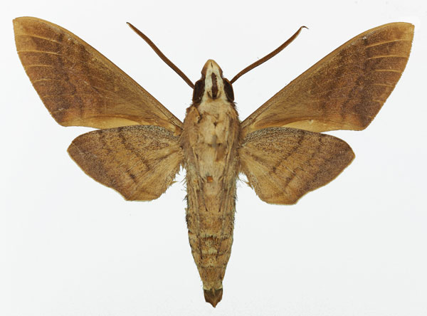 /filer/webapps/moths/media/images/C/comma_Nephele_AM_Basquin_02b.jpg