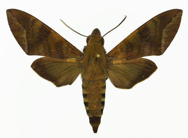 /filer/webapps/moths/media/images/C/comma_Nephele_AM_Basquin_03.jpg