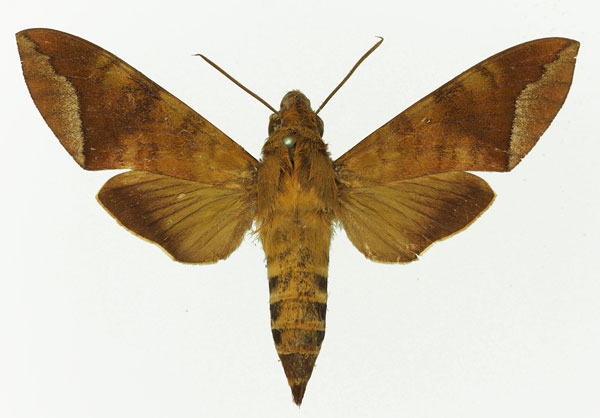 /filer/webapps/moths/media/images/C/comma_Nephele_AM_Basquin_04.jpg