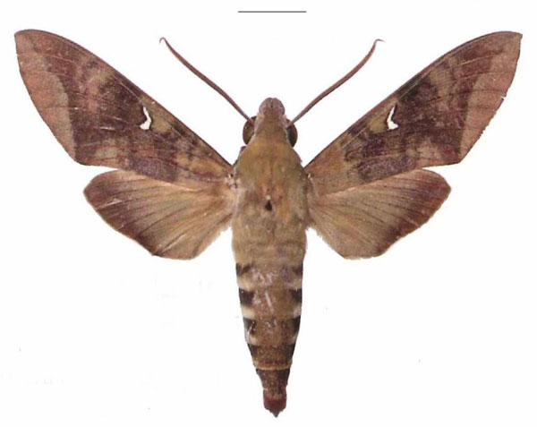 /filer/webapps/moths/media/images/C/comma_Nephele_AM_EMEM.jpg
