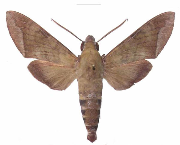 /filer/webapps/moths/media/images/C/comma_Nephele_AM_EMEM_01.jpg