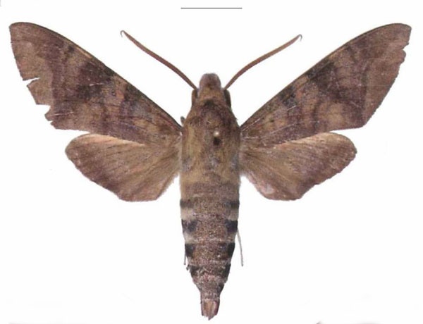 /filer/webapps/moths/media/images/C/comma_Nephele_AM_EMEM_02.jpg