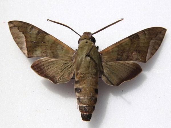 /filer/webapps/moths/media/images/C/comma_Nephele_A_Goff_02.jpg