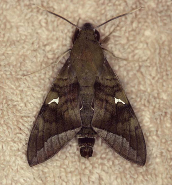 /filer/webapps/moths/media/images/C/comma_Nephele_A_Roland_01.jpg