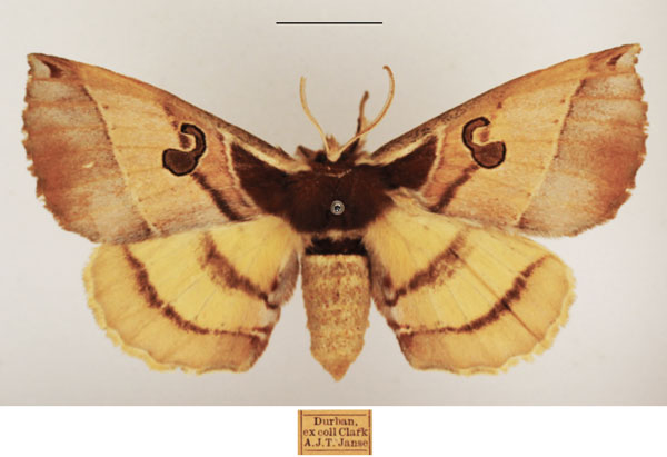 /filer/webapps/moths/media/images/C/comma_Spiramiopsis_AF_TMSA_01.jpg
