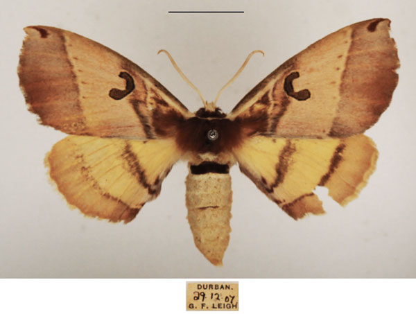 /filer/webapps/moths/media/images/C/comma_Spiramiopsis_AF_TMSA_02.jpg