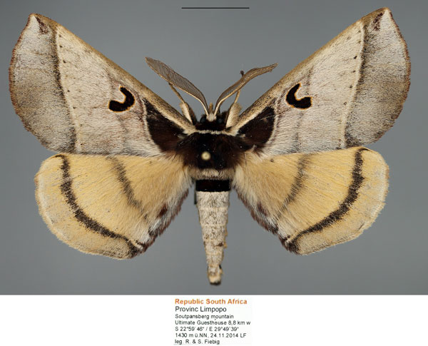 /filer/webapps/moths/media/images/C/comma_Spiramiopsis_AM_Fiebig.jpg