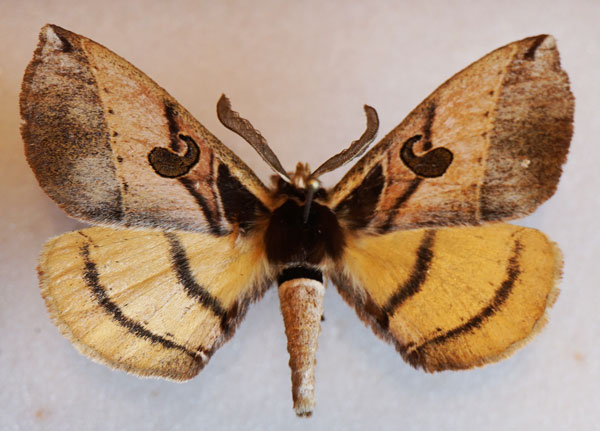 /filer/webapps/moths/media/images/C/comma_Spiramiopsis_AM_Stroehle.jpg