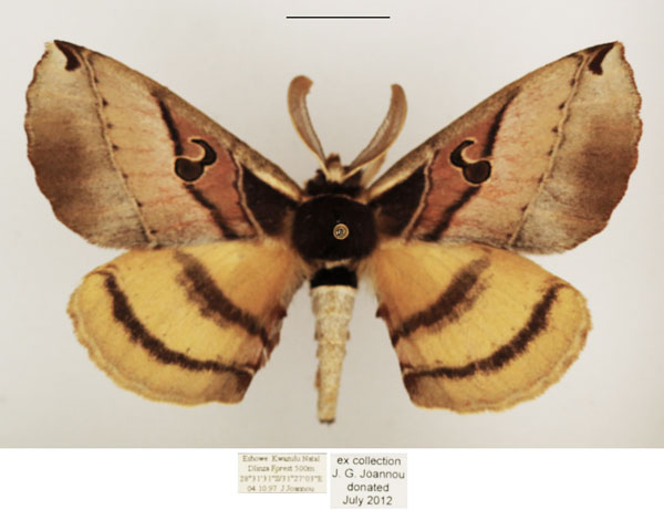 /filer/webapps/moths/media/images/C/comma_Spiramiopsis_AM_TMSA_02.jpg