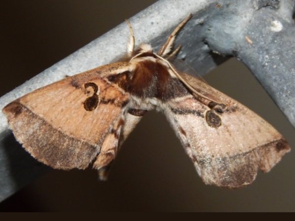 /filer/webapps/moths/media/images/C/comma_Spiramiopsis_Grobler_01.jpg