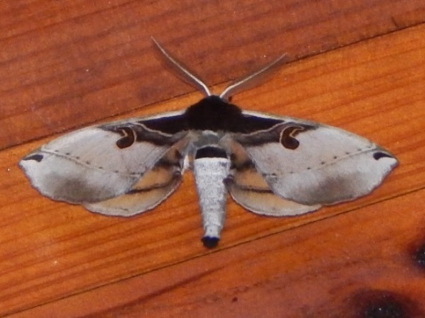 /filer/webapps/moths/media/images/C/comma_Spiramiopsis_Grobler_02.jpg