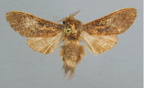 /filer/webapps/moths/media/images/C/comma_Stenostauridia_A_RMCA.jpg