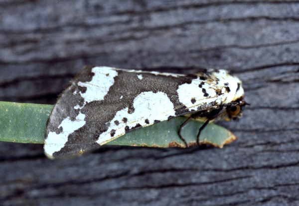 /filer/webapps/moths/media/images/C/commaculata_Rhodophitus_A_Roland_07.jpg