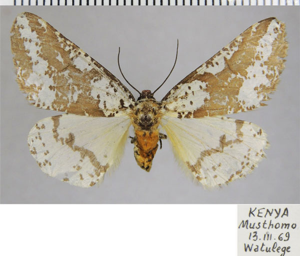 /filer/webapps/moths/media/images/C/commaculata_Rhodophthitus_AF_ZSM.jpg
