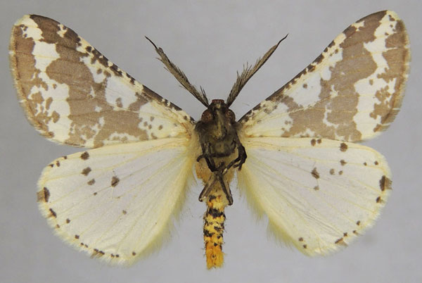 /filer/webapps/moths/media/images/C/commaculata_Rhodophthitus_AM_ZSMb.jpg