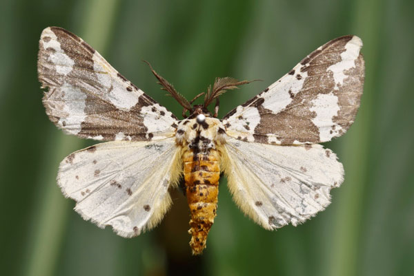 /filer/webapps/moths/media/images/C/commaculata_Rhodophthitus_A_Butler.jpg
