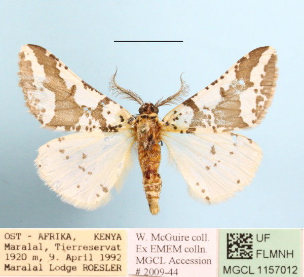 /filer/webapps/moths/media/images/C/commaculata_Rhodophthitus_A_MGCL_01.JPG