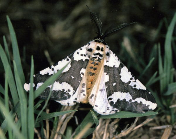 /filer/webapps/moths/media/images/C/commaculata_Rhodophthitus_A_Roland_01.jpg
