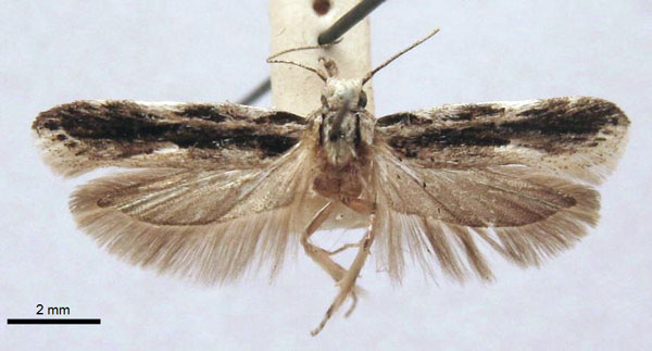 /filer/webapps/moths/media/images/C/commaculata_Telphusa_LT_TMSA.jpg