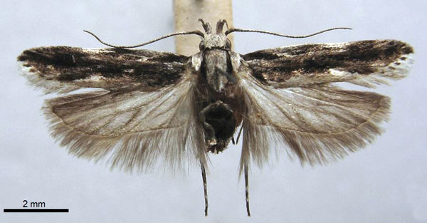 /filer/webapps/moths/media/images/C/commaculata_Telphusa_PLT_TMSA.jpg