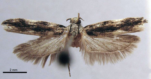/filer/webapps/moths/media/images/C/commaculata_Tricerophora_AF_TMSA.jpg