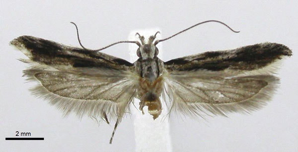 /filer/webapps/moths/media/images/C/commaculata_Tricerophora_AM_TMSA.jpg