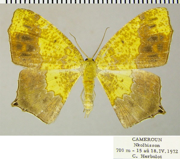 /filer/webapps/moths/media/images/C/commixta_Epigynopteryx_AF_ZSM.jpg