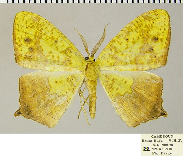 /filer/webapps/moths/media/images/C/commixta_Epigynopteryx_AM_ZSMa.jpg