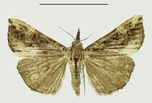 /filer/webapps/moths/media/images/C/commixtalis_Hypena_AF_Karisch_01_LGqJuYD.jpg