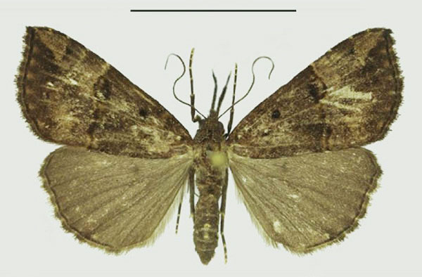 /filer/webapps/moths/media/images/C/commixtalis_Hypena_AF_Karisch_02.jpg