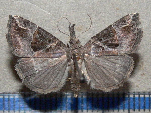 /filer/webapps/moths/media/images/C/commixtalis_Hypena_A_Goffa_01.jpg