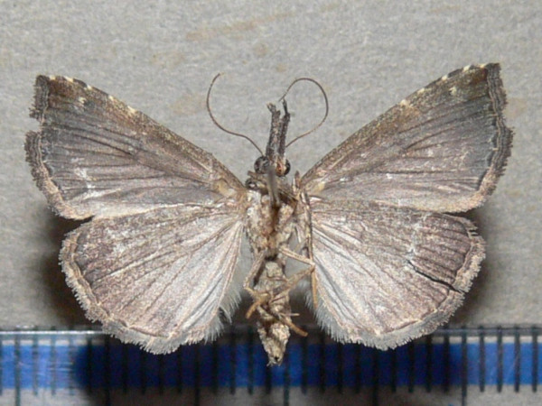 /filer/webapps/moths/media/images/C/commixtalis_Hypena_A_Goffb_01.jpg