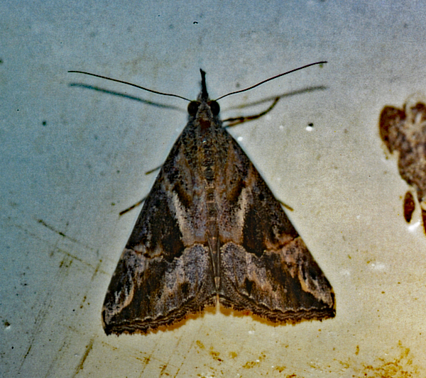 /filer/webapps/moths/media/images/C/commixtalis_Hypena_A_Roland_01.jpg
