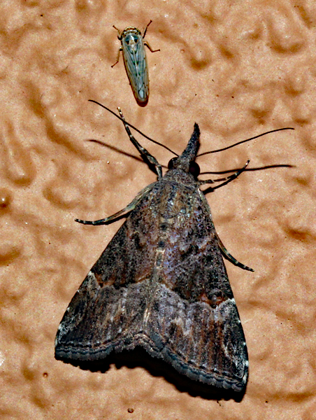 /filer/webapps/moths/media/images/C/commixtalis_Hypena_A_Roland_01_8c4QpEP.jpg