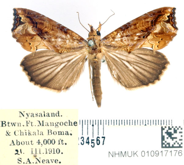 /filer/webapps/moths/media/images/C/commoda_Plusiodonta_AF_BMNH.jpg