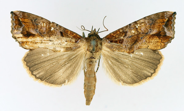 /filer/webapps/moths/media/images/C/commoda_Plusiodonta_AF_TMSA_01.jpg