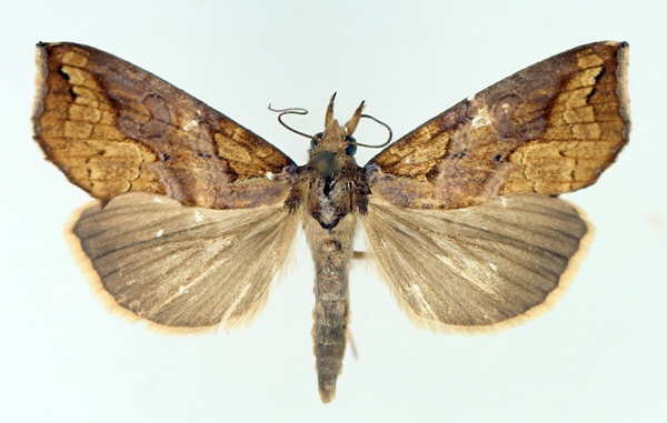 /filer/webapps/moths/media/images/C/commoda_Plusiodonta_AF_TMSA_02.jpg