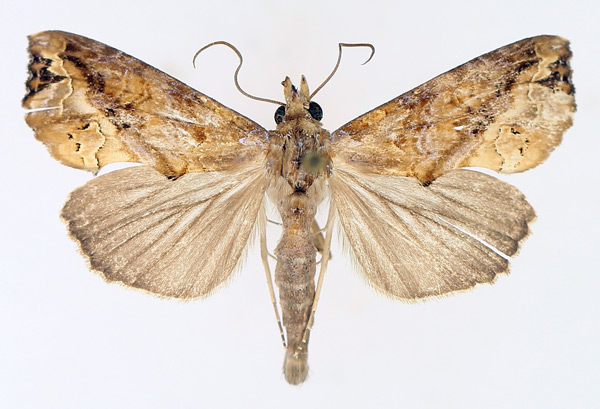 /filer/webapps/moths/media/images/C/commoda_Plusiodonta_AM_TMSA_01.jpg