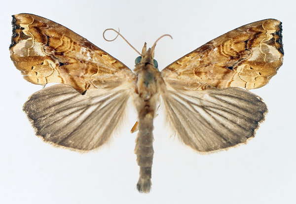 /filer/webapps/moths/media/images/C/commoda_Plusiodonta_AM_TMSA_02.jpg